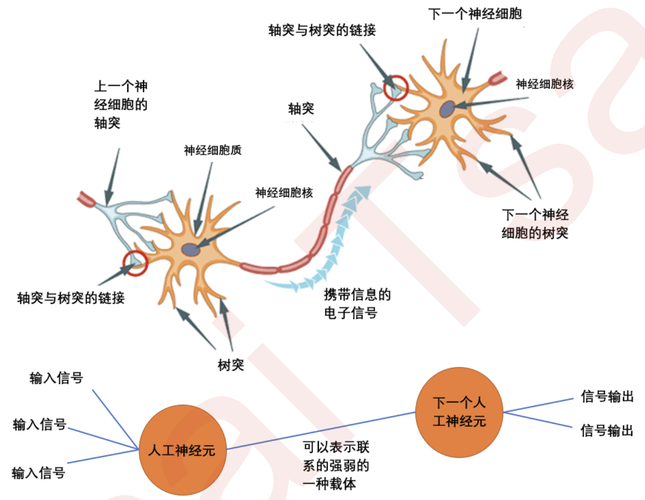 【神经网络】资源