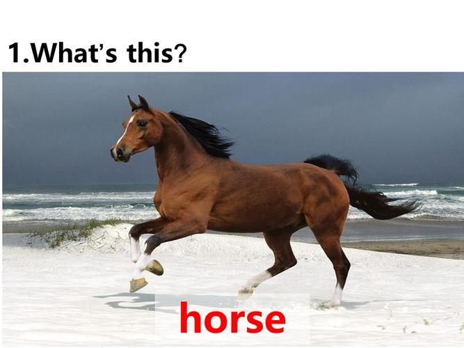 horses怎么读?