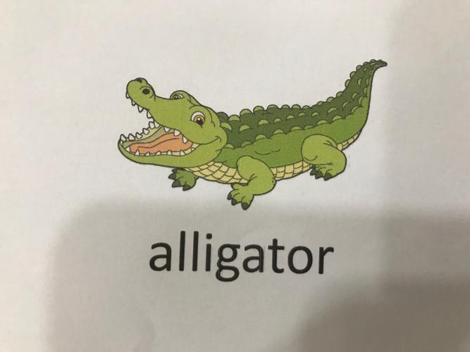 鳄鱼英语怎么读?