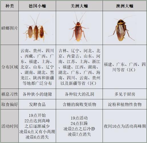 蟑螂怎么叫?
