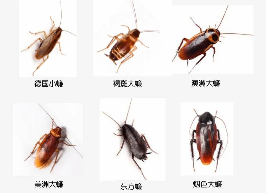 蟑螂怎么叫?