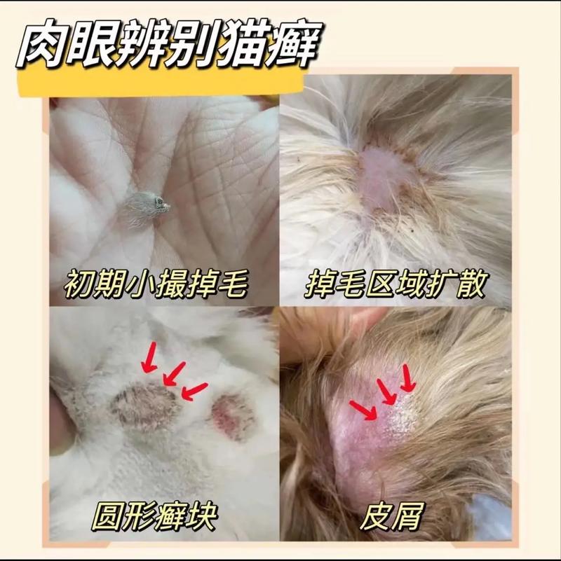 猫癣怎么治?