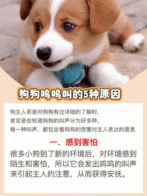 小狗怎么叫?