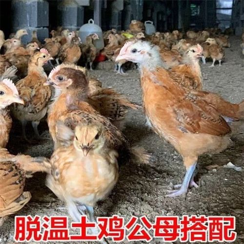 刚买的小鸡仔怎么养活?