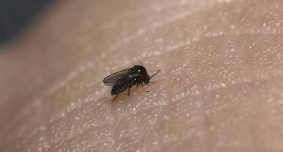 被蠓虫咬了怎么办?