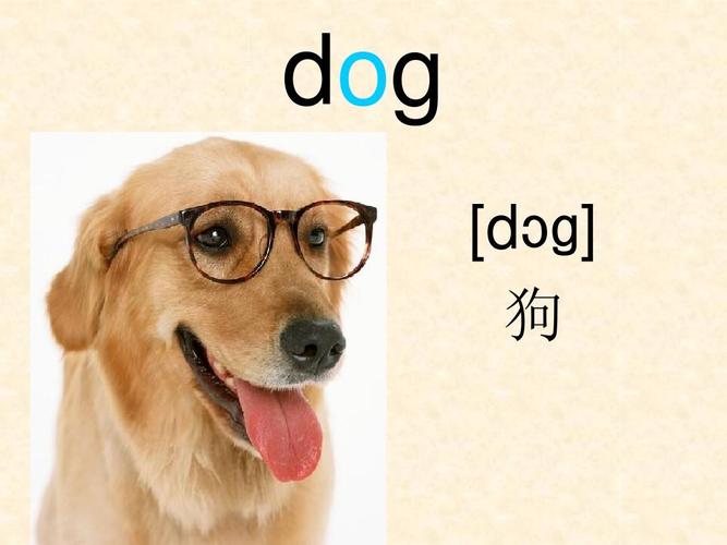 dogs怎么读?